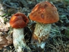 Orange Birch Bolete's