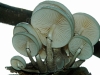 Porcelain Fungus or Slimy Beech Caps