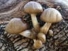 Porcelain Fungus or Slimy Beech Caps