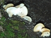 False Oyster