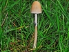Egghead Mottlegill