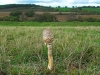 Parasol