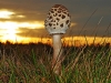 Parasol