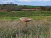 Parasol Mushroom