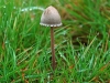 Petticoat Mottlegill