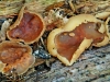 Peziza vesiculosa