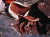 Pigs Ear