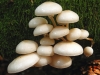 Porcelain Fungus or Slimy Beech Caps