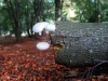 Porcelain Fungus