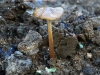 Rooting Shank