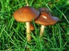 Rooting Shanks