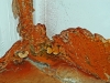 Dry Rot