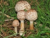 Shaggy Parasols