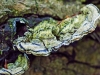 Tripe Fungus