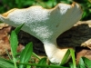 Tuberous Polypore