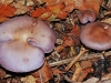 Wood Blewits