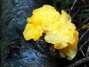 Yellow Brain Fungus