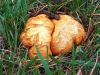 Yellow False Truffle
