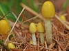 Yellow Fieldcap