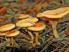 False Chanterelle