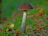 Brown Birch Bolete.