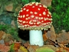 Fly Agaric