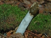 Stinkhorn