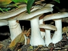 Clouded Agaric