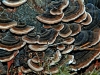 Turkeytails