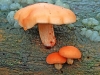 Wrinkled Peach
