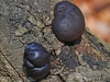 Daldinia vernicosa