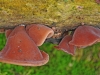 Jelly Ear