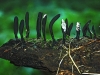 Dead Mans Fingers