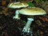 Death Cap