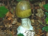 Death Cap
