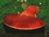 Beefsteak
