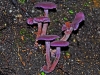 Amethyst Deceiver