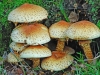 Shaggy Pholiota