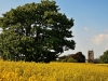 Marnhull Church
