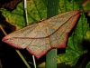 Blood Vein