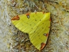 Brimstone Moth