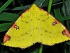 Brimstone Moth
