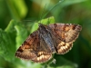 Burnet Companion Moth