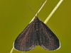Chimney Sweeper