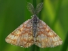 Common Heath Moth