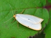 Four Dotted Footman