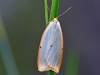 Four Dotted Footman