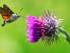 Hummingbird Hawkmoth