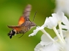 Hummingbird Hawkmoth