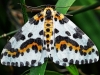 Magpie Moth